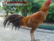 Karakter Ayam Bangkok Emas dan Keistimewaan
