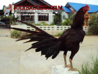 Trik Rahasia Menumbuhkan Bulu Ayam Bangkok Dengan Cepat