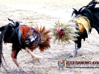 Fakta Unik Yang Sangat Mengejutkan Tentang Ayam Bangkok Aduan !!