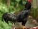 Ciri-ciri Ayam Bangkok Super Jalu Mematikan!!!