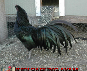 Ayam Sumatra