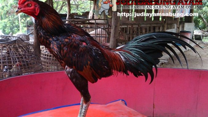 Bentuk-Badan-Ayam-Bangkok-yang-Ideal-untuk-Dijadikan-Petarung-Sejati-min-min