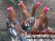Inilah-5-Penyakit-Ayam-Bangkok-Mematikan-yang-Wajib-Anda-Tahu
