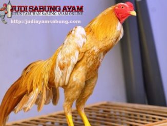 Karakter-serta-Keistimewaan-Ayam-Bangkok-Wangkas-Emas-yang-Unik