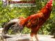 Kriteria-Ayam-Bangkok-Aduan-yang-Paling-Dicari-oleh-Bobotoh