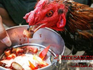 Tips-Pemberian-Pakan-Ayam-Bangkok-Berkualitas-Berdasarkan-Usia-Ayam