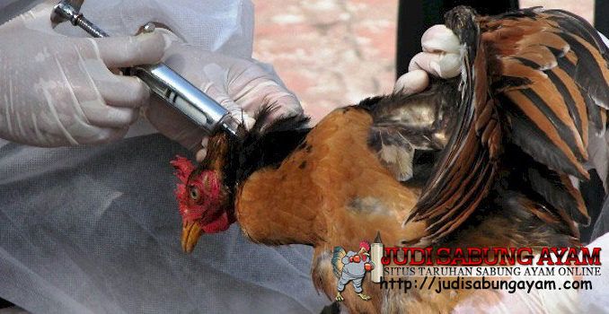 Cara-Ampuh-untuk-Mencegah-Penyakit-pada-Ayam-Bangkok-Kesayangan-Anda