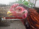 Cara Mengobati Penyakit Korep/Kurap Pada Ayam Bangkok Secara Cepat