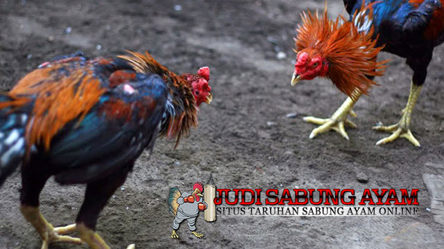 Tips Memelihara Ayam Bangkok untuk Cetak Juara Tarung