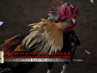 Pelatihan Ayam Bangkok Agar Fisiknya Kuat