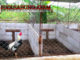 Jenis Kandang Ayam Aduan - Sabung Ayam Online