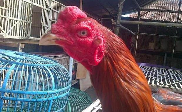 Cara Melatih Katuranggan Leher Ayam Bangkok Aduan