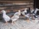Ini Lima Ciri Fisiknya Anak Ayam Bangkok yang Bagus