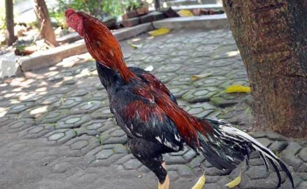 Postur Badan Ayam Bangkok Aduan Yang Ideal