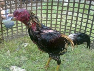 Trik Memulihkan Kekuatan Ayam Bangkok Dengan Cepat