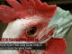 obat pilek bagi ayam bangkok - sabung ayam online