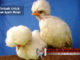 cara terbaik untuk merawat ayam polan - sabung ayam online