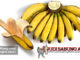 manfaat pisang untuk ayam bangkok aduan - sabung ayam online