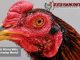 pengaruh warna mata ayam terhadap mental - sabung ayam online