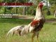 ayam aduan berkualitas dilihat dari gerakannya - sabung ayam online