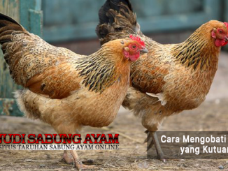 mengobati ayam yang kutuan - sabung ayam online