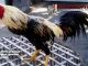 pantangan berlaga untuk ayam bangkok menurut primbon - sabung ayam online