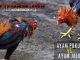 ayam jalu dan ayam pukul - sabung ayam online