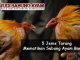 5 Jenis Tarung Mematikan Sabung Ayam Bangkok - Sabung Ayam Online